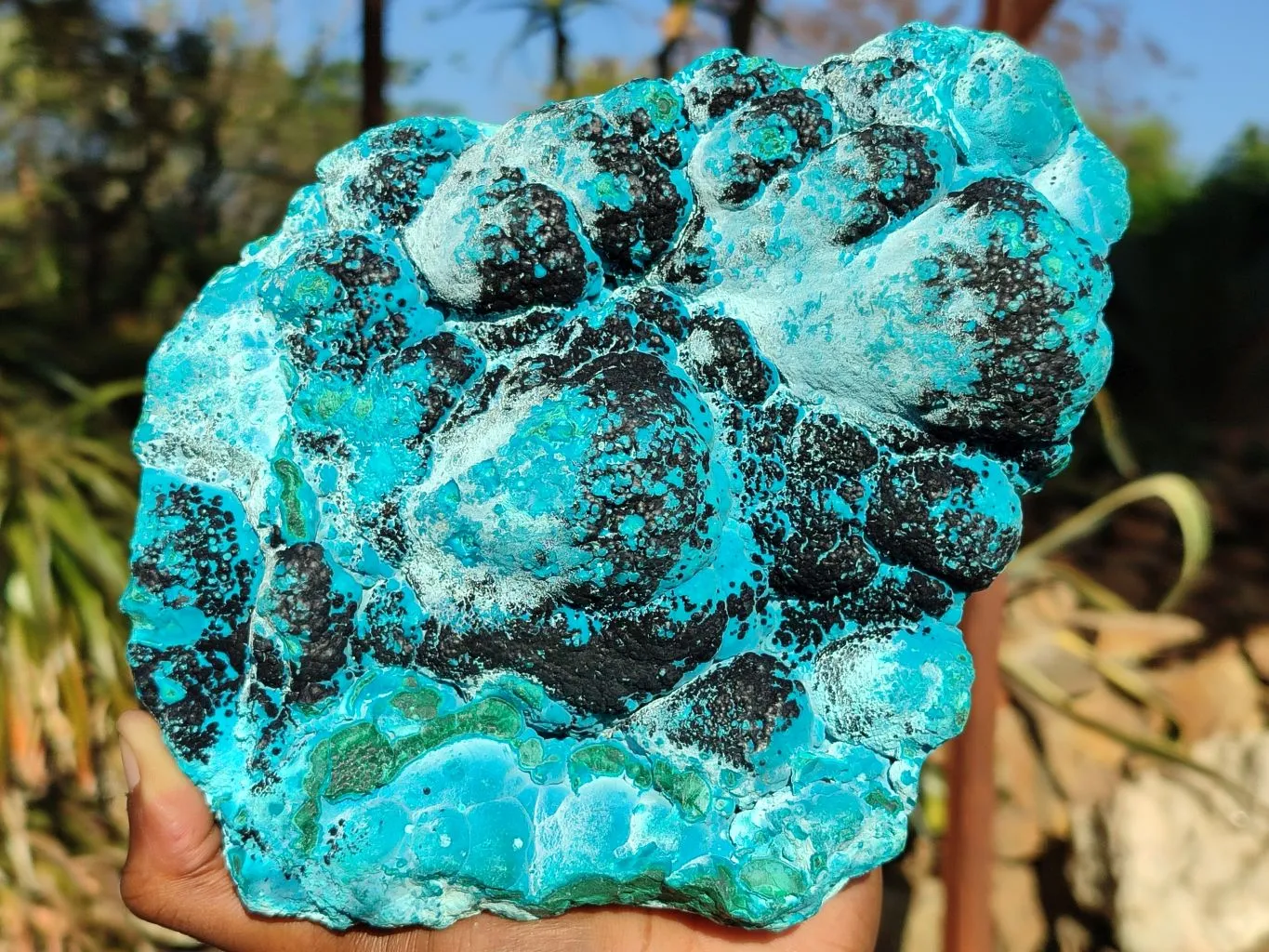 Natural Malacholla (Malachite & Chrysocolla) Specimen  x 1 From Kulukuluku, Congo