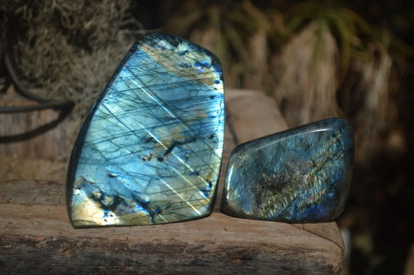 Polished Gorgeous Flashy Labradorite Standing Free Forms  x 2 From Tulear, Madagascar