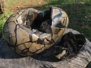 Polished Large Septerye Sauvage "Dragons Egg" With Cap x 1 From Mahajanga, Madagascar