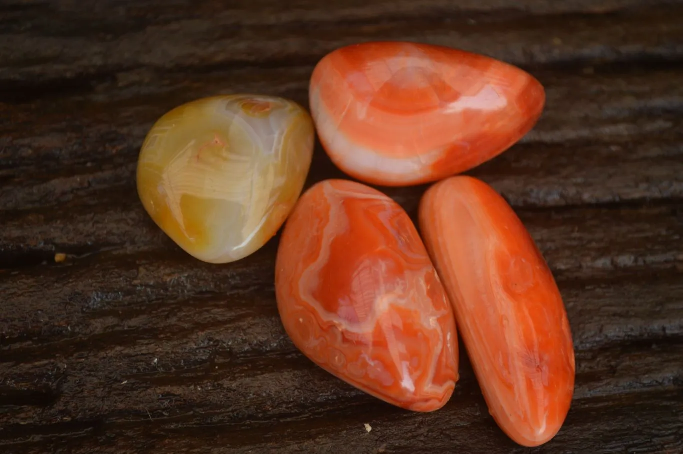 Polished  Small Carnelian Agate Free Forms  x 42 From Madagascar